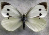 1 (4) (Copy)