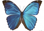 1 (6) (Copy)